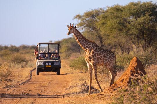 Amboseli safari guide