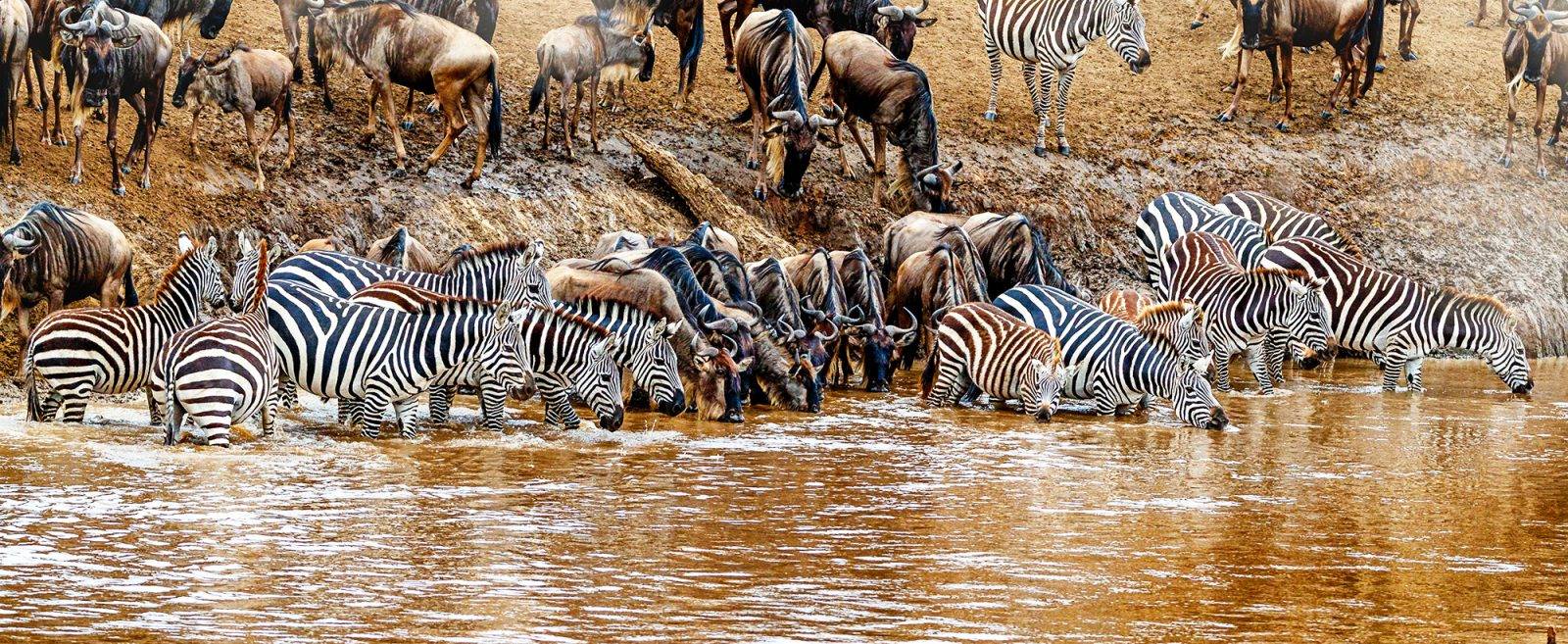 Lake Nakuru safari guide